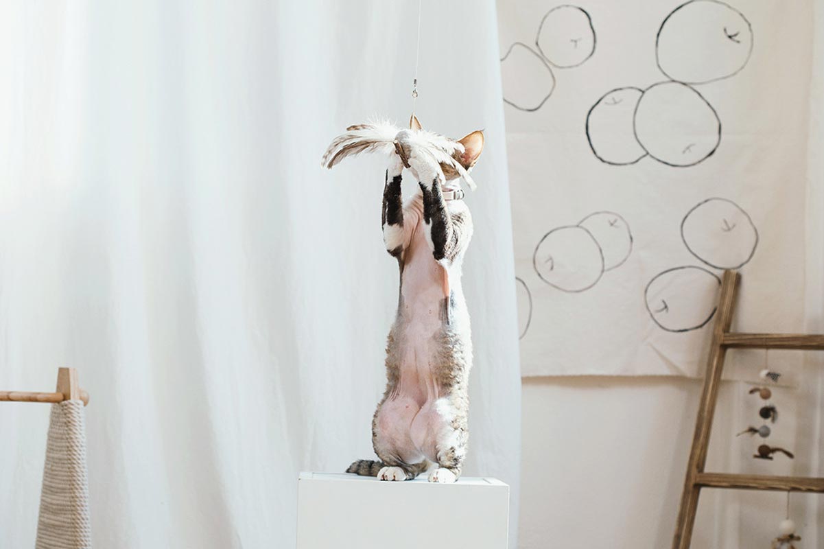 Wetnose Flying Bird Cat Teaser Toy - CreatureLand