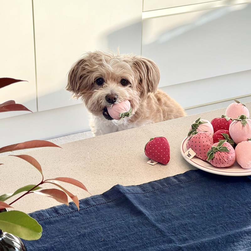 Wetnose [PRE-ORDER] Strawberry Dog Toy (Set of 3) - CreatureLand